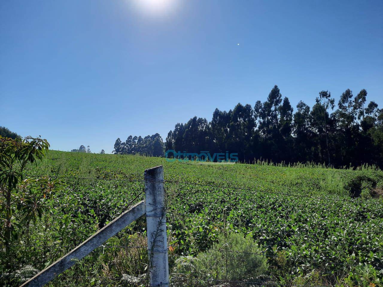 Fazenda à venda, 1300000 m² por R$ 45.000.000,00 - . - São João do Triunfo/PR